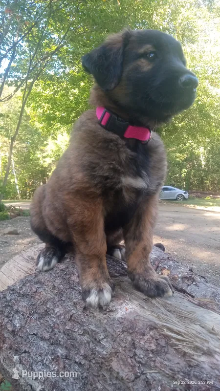 Dark pink – Caucasian Ovcharka puppy for sale in Palermo, ME