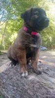 Dark pink, a female Caucasian Ovcharka for sale in Palermo, ME – 1 of 10