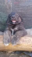 Red, a male Caucasian Ovcharka for sale in Palermo, ME – 8 of 8