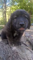 Red, a male Caucasian Ovcharka for sale in Palermo, ME – 1 of 8