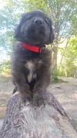 Red, a male Caucasian Ovcharka for sale in Palermo, ME – 4 of 8