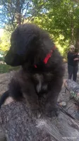 Red, a male Caucasian Ovcharka for sale in Palermo, ME – 2 of 8