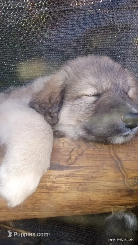 Pink – Caucasian Ovcharka puppy for sale in Palermo, ME