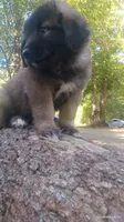 Orange, a male Caucasian Ovcharka for sale in Palermo, ME – 2 of 5