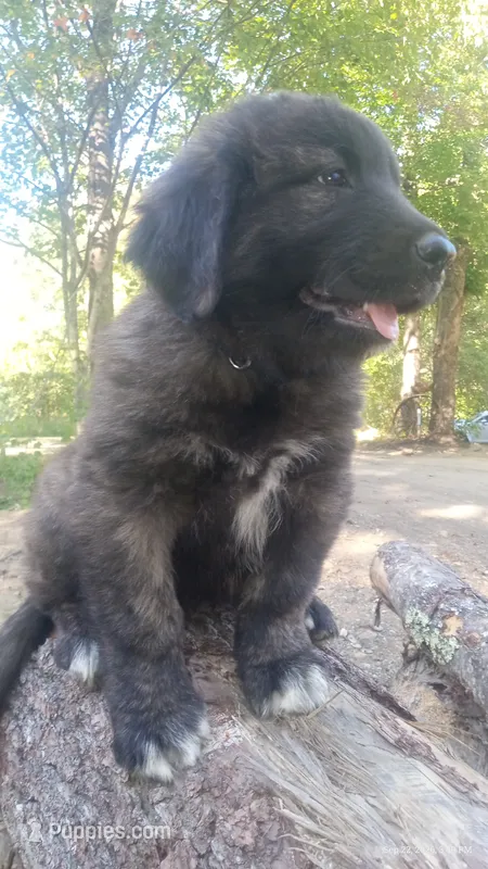 Black – Caucasian Ovcharka puppy on hold in Palermo, ME