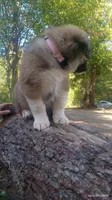 Light pink, a female Caucasian Ovcharka for sale in Palermo, ME – 3 of 8