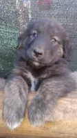 Red, a male Caucasian Ovcharka for sale in Palermo, ME – 7 of 8