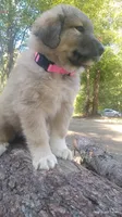 Pink, a female Caucasian Ovcharka for sale in Palermo, ME – 2 of 10