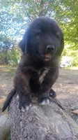 Black, a male Caucasian Ovcharka for sale in Palermo, ME – 2 of 6