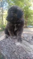 Red, a male Caucasian Ovcharka for sale in Palermo, ME – 6 of 8
