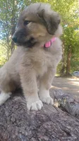 Pink, a female Caucasian Ovcharka for sale in Palermo, ME – 5 of 10