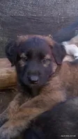 Dark pink, a female Caucasian Ovcharka for sale in Palermo, ME – 6 of 10
