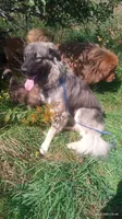 Pink, a female Caucasian Ovcharka for sale in Palermo, ME – 10 of 10