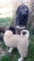Pink, a female Caucasian Ovcharka for sale in Palermo, ME – 8 of 10