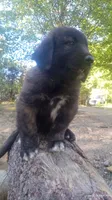 Black, a male Caucasian Ovcharka for sale in Palermo, ME – 4 of 6