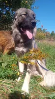 Pink, a female Caucasian Ovcharka for sale in Palermo, ME – 9 of 10
