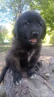 Black, a male Caucasian Ovcharka for sale in Palermo, ME – 6 of 6