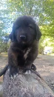 Black, a male Caucasian Ovcharka for sale in Palermo, ME – 5 of 6