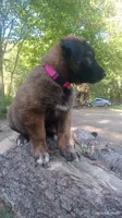 Dark pink, a female Caucasian Ovcharka for sale in Palermo, ME – 3 of 10