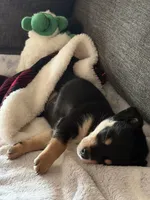 Tiny, a male Rat Terrier and Chihuahua for sale in Rancho Cucamonga, CA – Photo 8 of 10