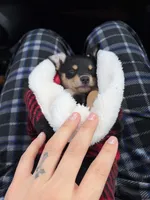 Tiny, a male Rat Terrier and Chihuahua for sale in Rancho Cucamonga, CA – Photo 6 of 10