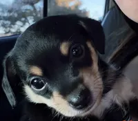 Tiny, a male Rat Terrier and Chihuahua for sale in Rancho Cucamonga, CA – Photo 3 of 10