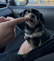 Tiny, a male Rat Terrier and Chihuahua for sale in Rancho Cucamonga, CA – Photo 4 of 10