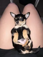 Tiny, a male Rat Terrier and Chihuahua for sale in Rancho Cucamonga, CA – Photo 5 of 10