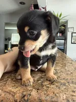 Tiny, a male Rat Terrier and Chihuahua for sale in Rancho Cucamonga, CA – Photo 7 of 10