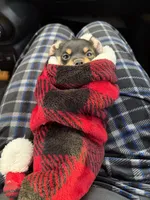 Tiny, a male Rat Terrier and Chihuahua for sale in Rancho Cucamonga, CA – Photo 9 of 10