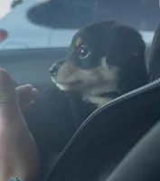 Tiny, a male Rat Terrier and Chihuahua for sale in Rancho Cucamonga, CA – Photo 2 of 10