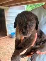 May, a female Australian Shepherd and Golden Retriever for sale in Bullock, NC – 1 of 1