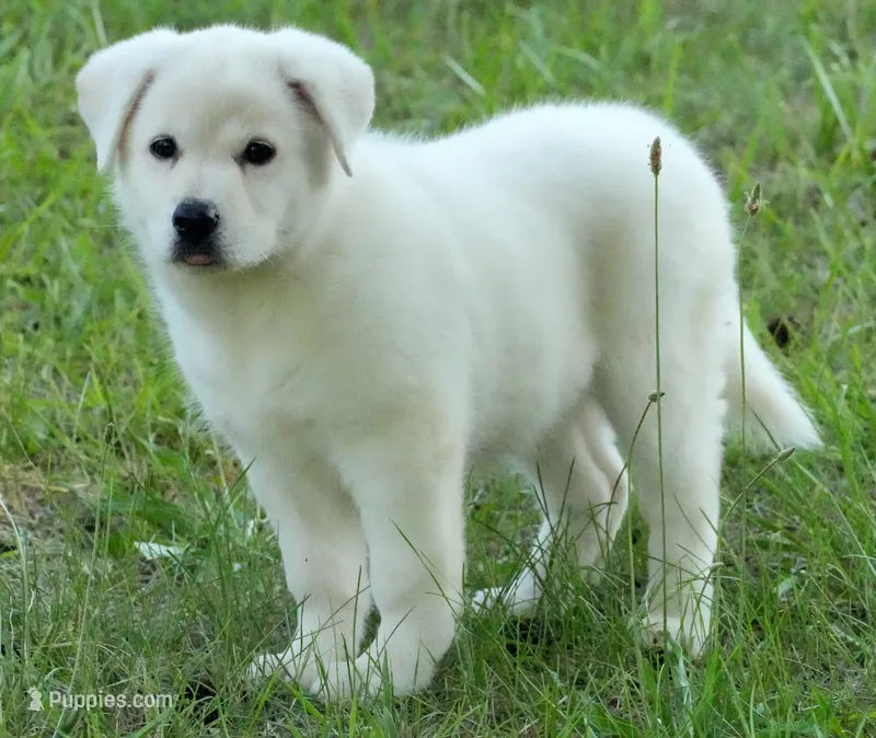 Angel – Labrador Retriever, English Cream Golden Retriever puppy for sale in Bullock, NC