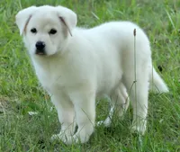 Angel, a female Labrador Retriever and English Cream Golden Retriever for sale in Bullock, NC – 1 of 1
