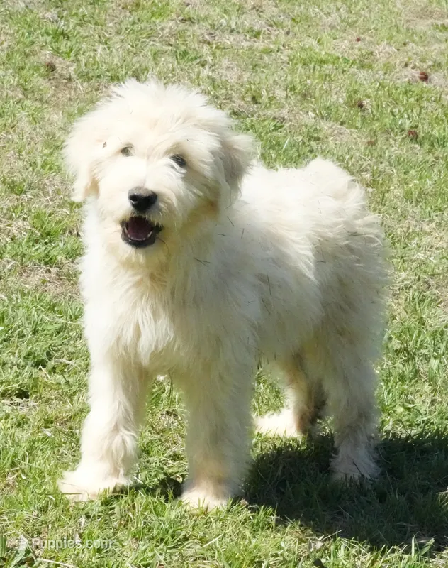 Berkley – Goldendoodle puppy for sale in Bullock, NC