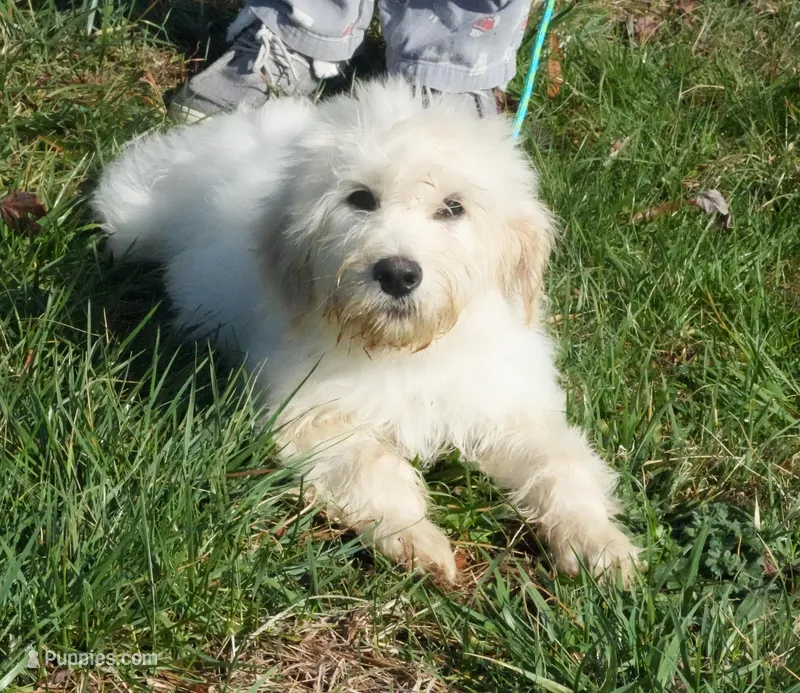 Berkley – Goldendoodle puppy for sale in Bullock, NC