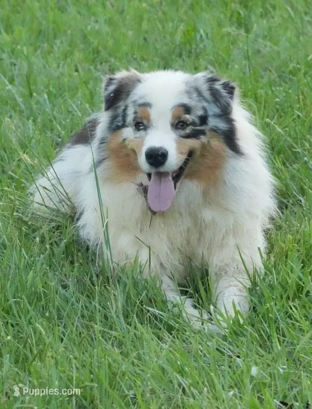 Legend – Australian Shepherd puppy for sale in Oxford, NC