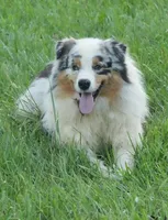 Legend, a male Australian Shepherd for sale in Oxford, NC – 1 of 1