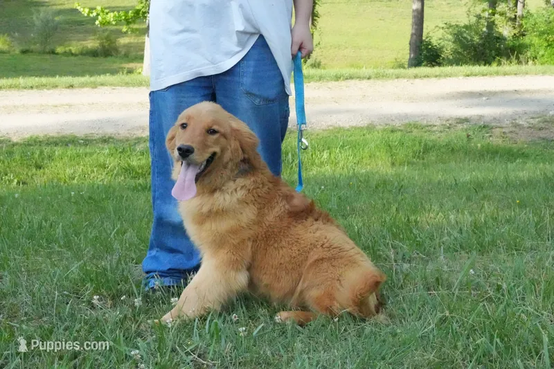 Maple – Golden Retriever puppy for sale in Bullock, NC
