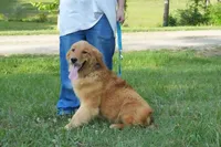 Maple, a female Golden Retriever for sale in Bullock, NC – 1 of 1