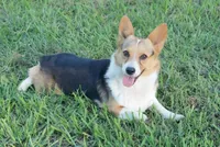 Upcoming, a  Pembroke Welsh Corgi for sale in Oxford, NC – 2 of 2