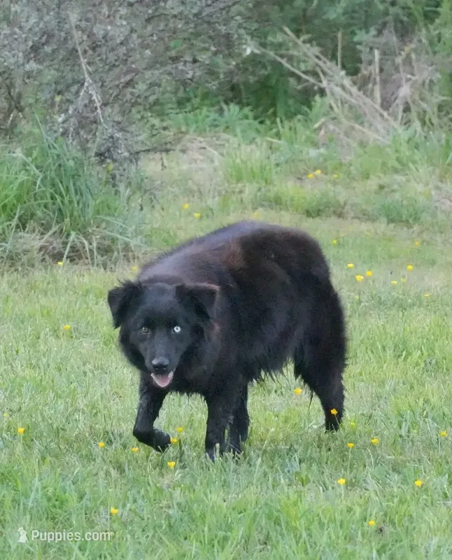 Patience , a female Australian Shepherd for sale in Bullock, NC – 1 of 3