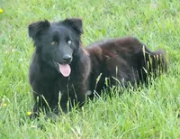 Patience , a female Australian Shepherd for sale in Bullock, NC – 2 of 3