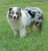 Upcoming , a  Australian Shepherd for sale in Bullock, NC – Photo 4 of 5