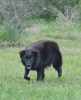 Upcoming , a  Australian Shepherd for sale in Bullock, NC – Photo 2 of 5