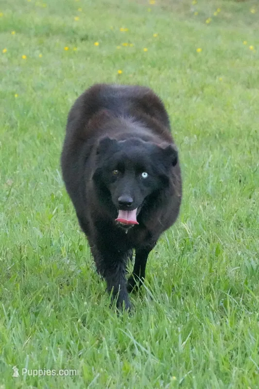 Upcoming  – Australian Shepherd puppy for sale in Bullock, NC