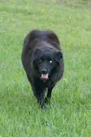 Upcoming , a  Australian Shepherd for sale in Bullock, NC – Photo 1 of 5