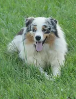 Upcoming , a  Australian Shepherd for sale in Bullock, NC – Photo 3 of 5