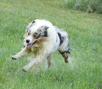 Upcoming , a  Australian Shepherd for sale in Bullock, NC – Photo 5 of 5
