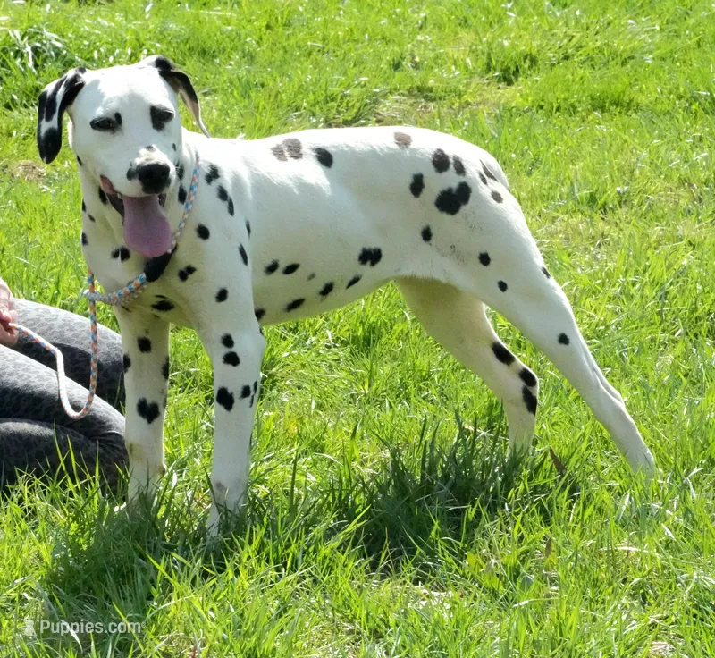 Selene – Dalmatian puppy for sale in Bullock, NC